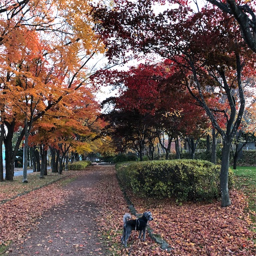 f:id:hitohito1223:20201107193030j:plain f:id:hitohito1223:20201107193030j:plain
