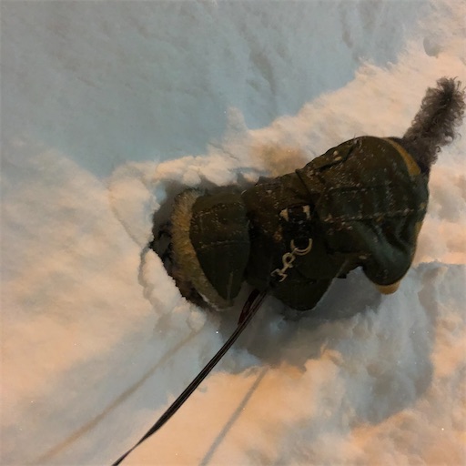 f:id:hitohito1223:20210129195754j:plain