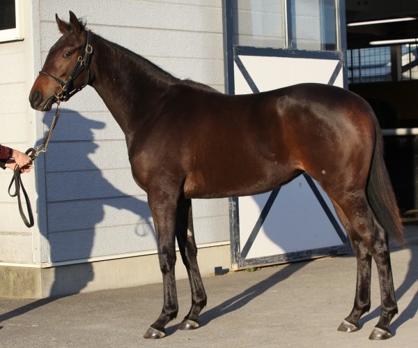 ターファイトクラブ出資馬について 弱小一口馬主ハシビロコウ Blog ターファイトクラブ出資馬について 弱小一口馬主ハシビロコウ Blog