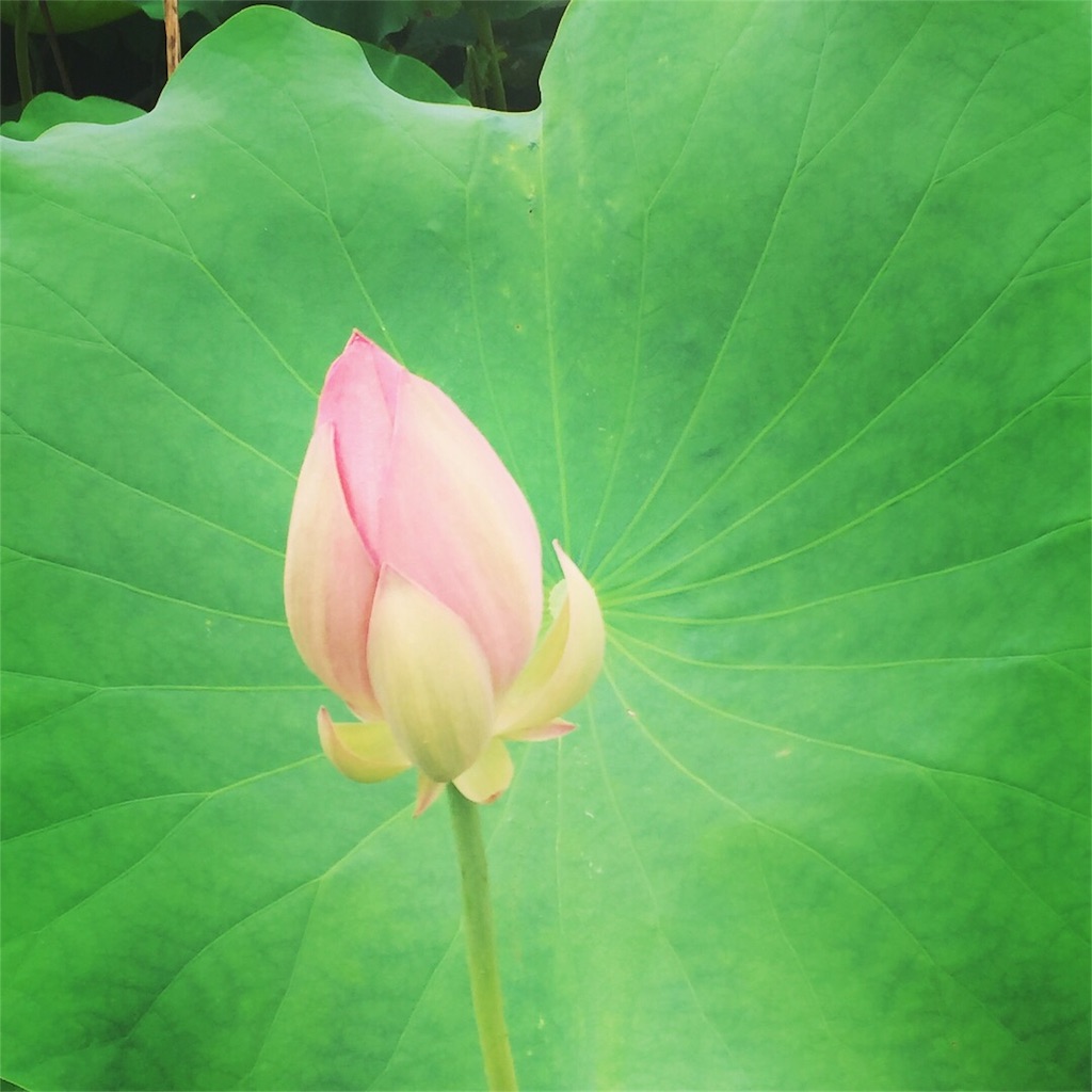 f:id:hitomi-healing-8:20170714121629j:plain f:id:hitomi-healing-8:20170714121629j:plain