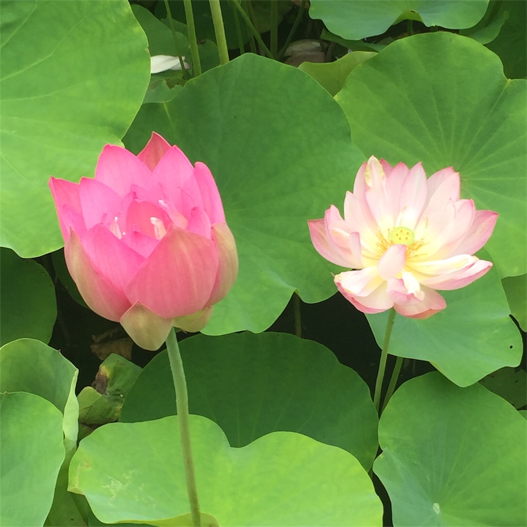 f:id:hitomi-healing-8:20170714121716j:plain f:id:hitomi-healing-8:20170714121716j:plain
