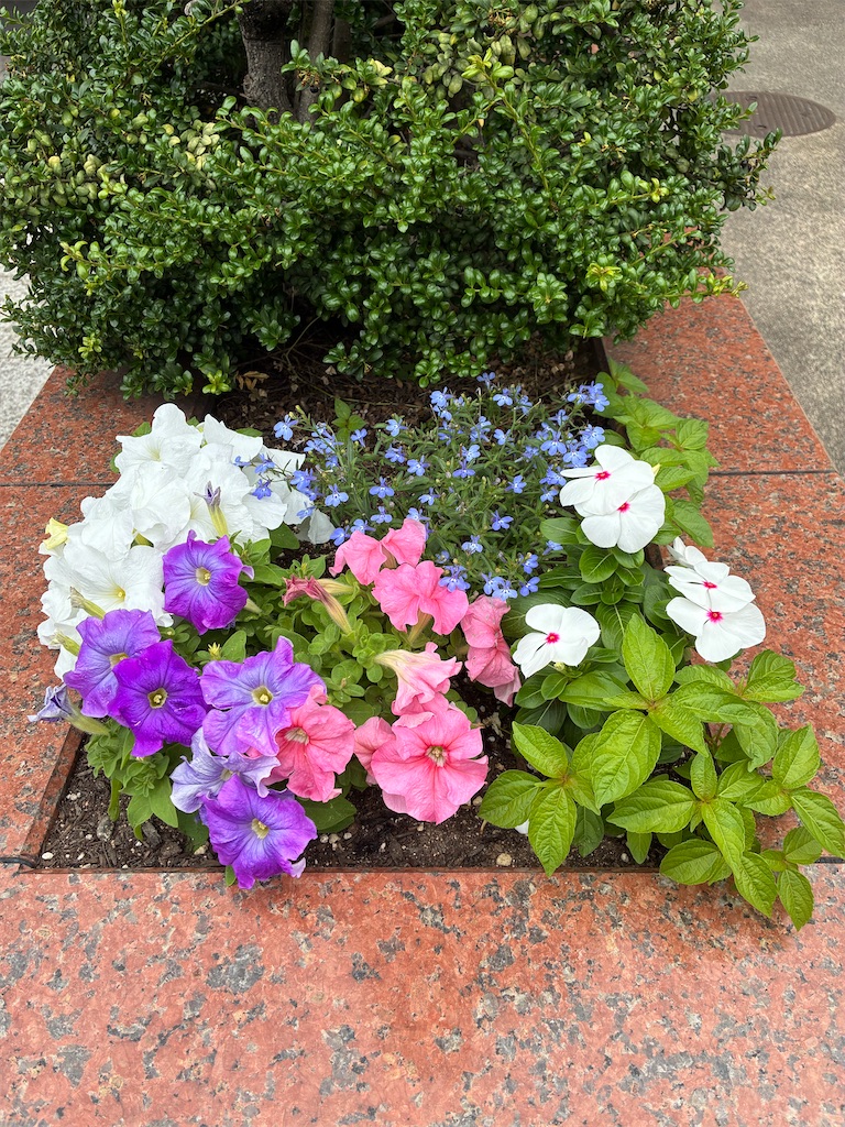 f:id:hitomi-o:20260616111106j:image f:id:hitomi-o:20260616111106j:image