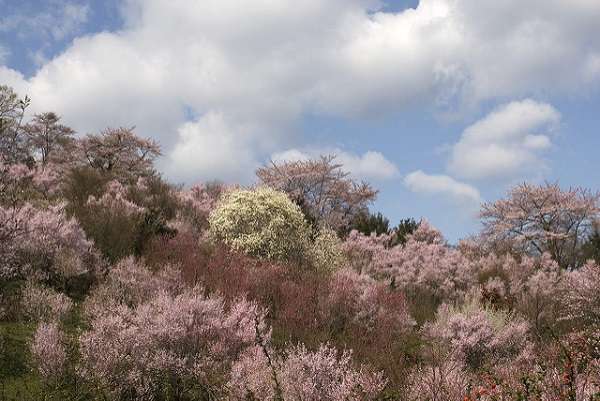 花見山公園10:plain