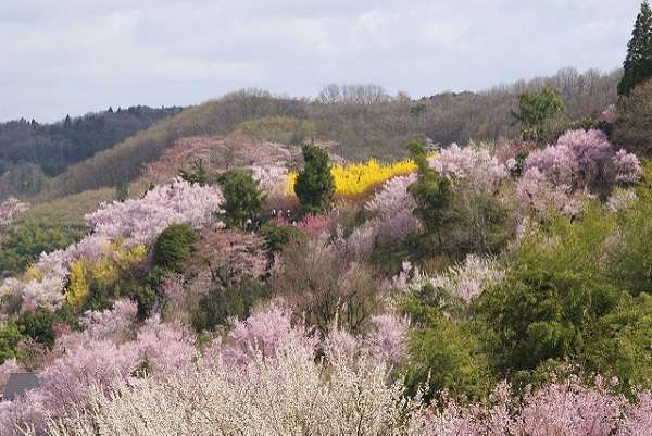 花見山公園11:plain