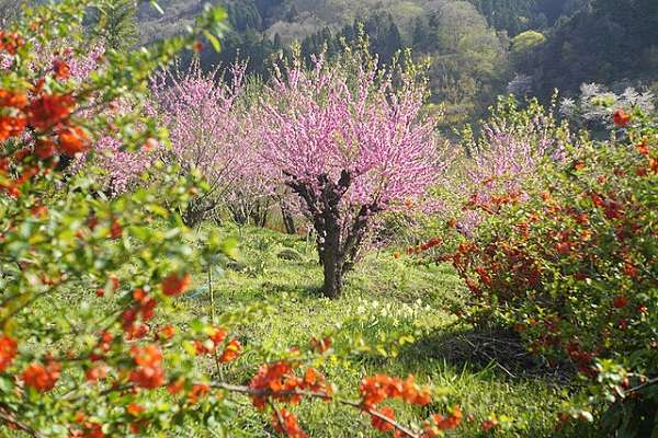 花見山公園13:plain