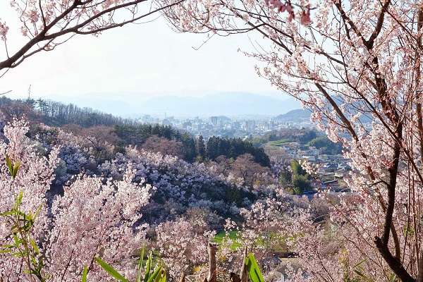 花見山公園14:plain