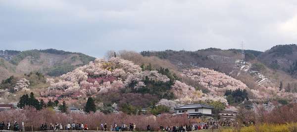 花見山公園7:plain