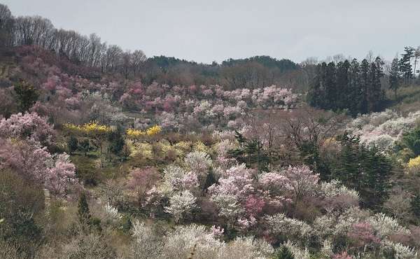 花見山公園16:plain