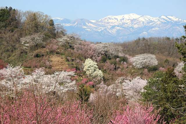 花見山公園19:plain