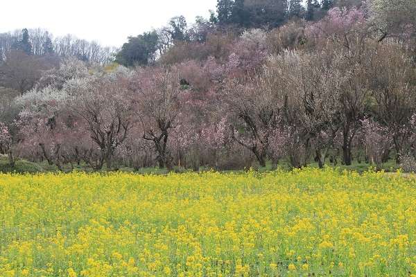 花見山公園1:plain