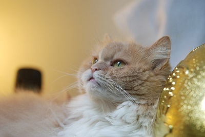 f:id:hitomi-shock:20170509001633j:plain