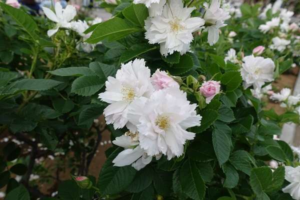 横須賀軍港めぐり