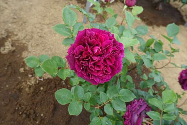 横須賀軍港めぐり