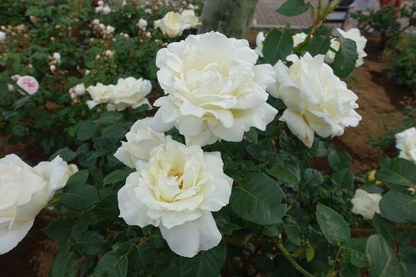 横須賀軍港めぐり