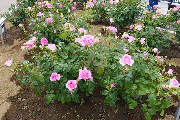 横須賀軍港めぐり