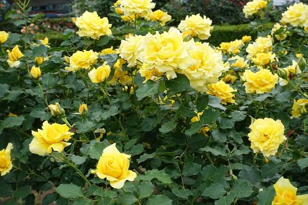 横須賀軍港めぐり