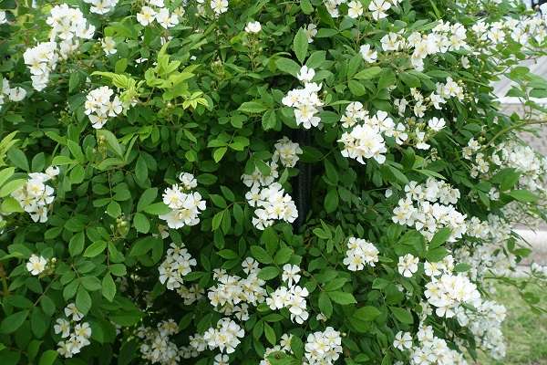 横須賀軍港めぐり