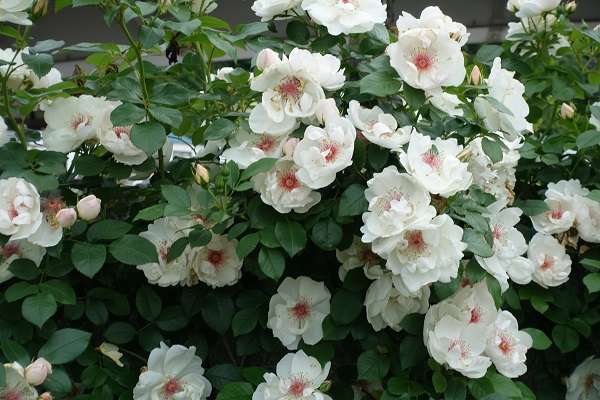 横須賀軍港めぐり