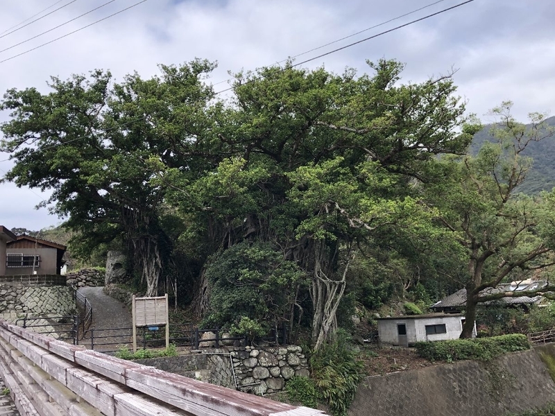 yakushima