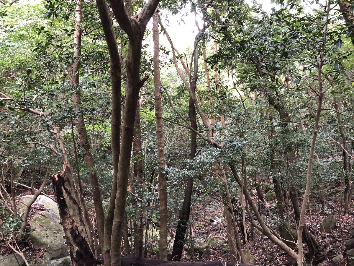 yakushima
