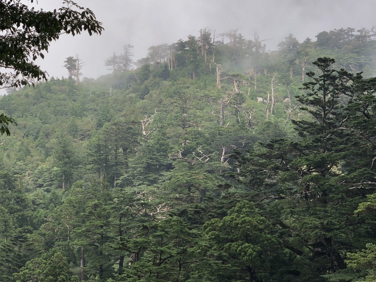 yakushima