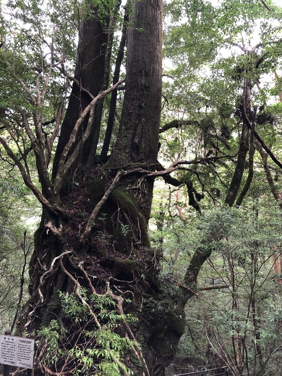 yakushima
