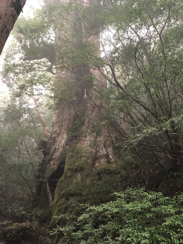 縄文杉トレッキングツアー