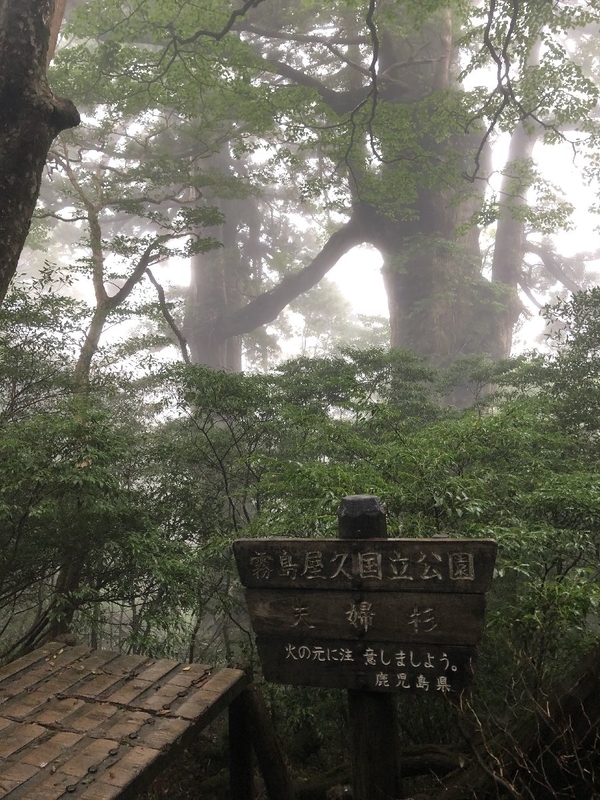 縄文杉トレッキングツアー