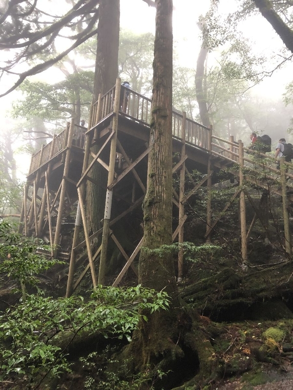 縄文杉トレッキングツアー