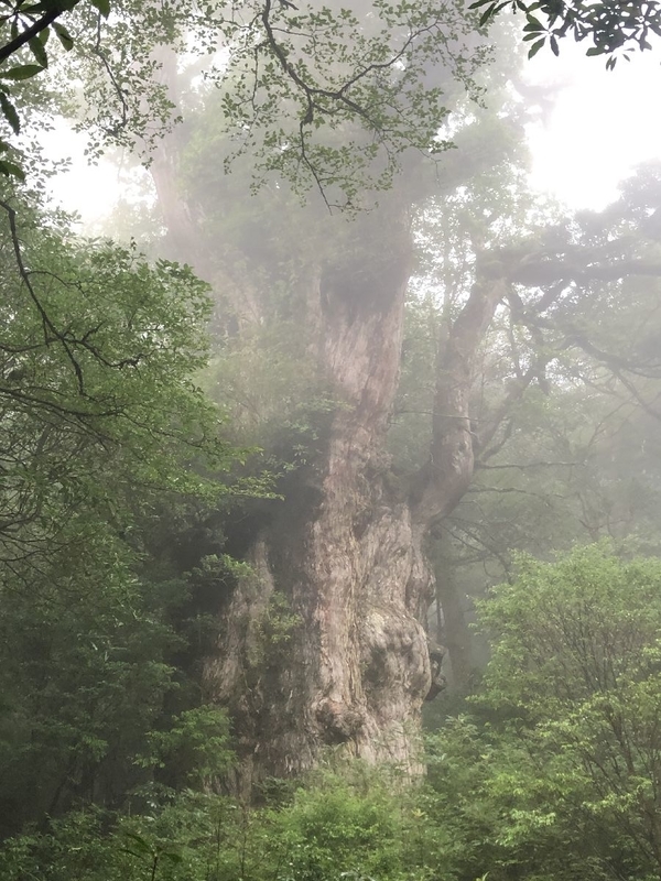 縄文杉トレッキングツアー