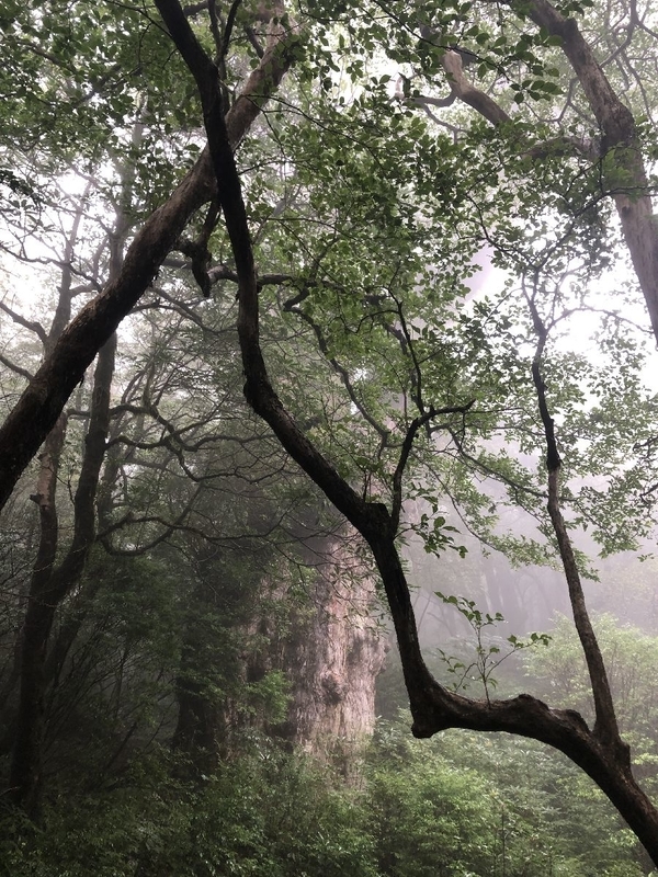 縄文杉トレッキングツアー