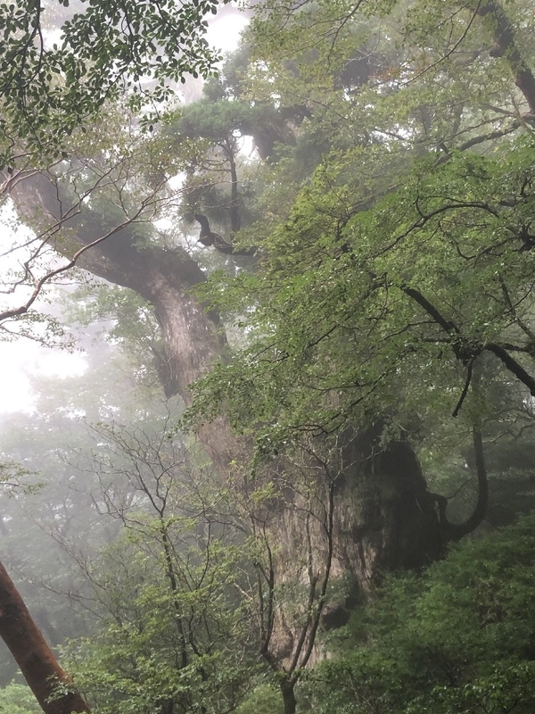 縄文杉トレッキングツアー