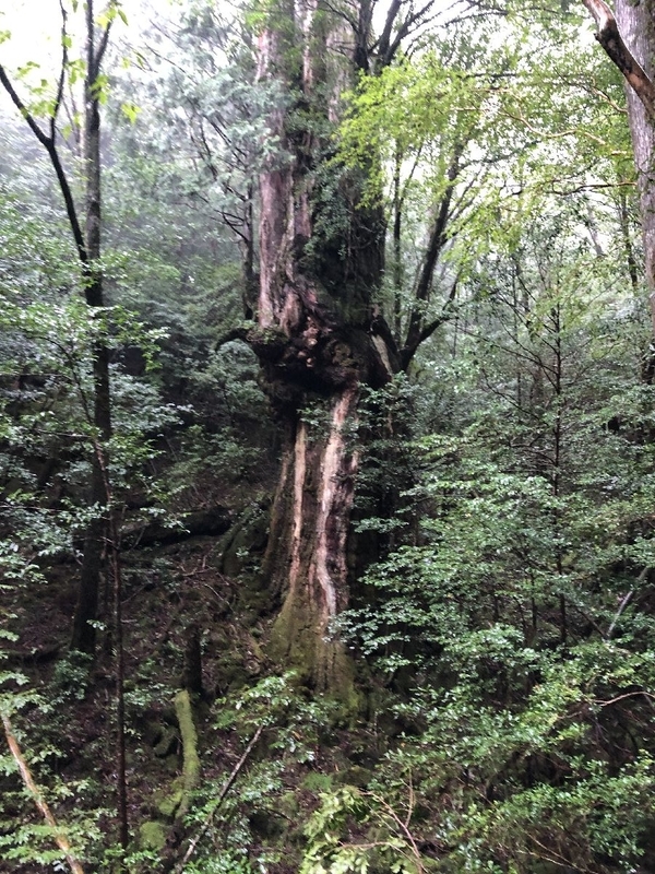 縄文杉トレッキングツアー