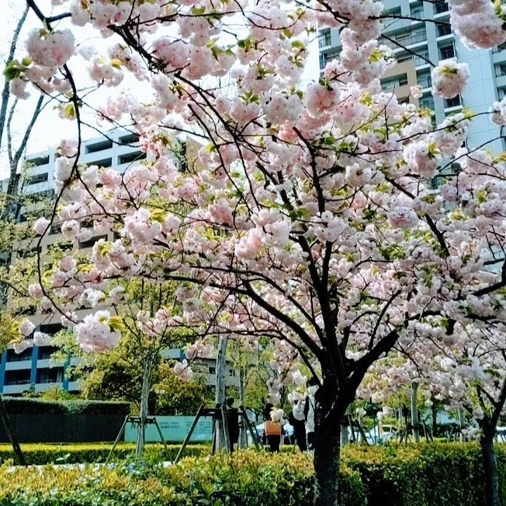 f:id:hitomi_1422:20220417203636j:plain