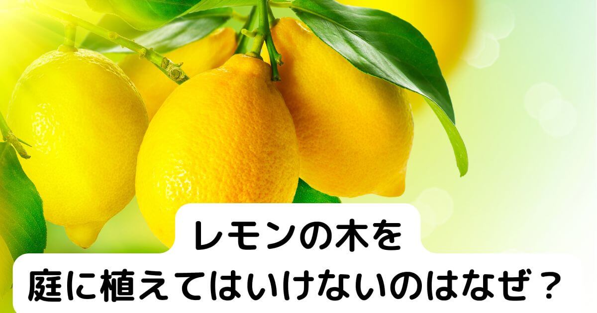 植えられたレモンの木