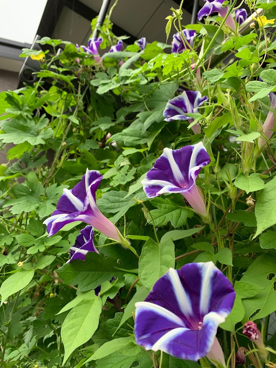 f:id:hitori-jikan:20200902164733j:plain f:id:hitori-jikan:20200902164733j:plain