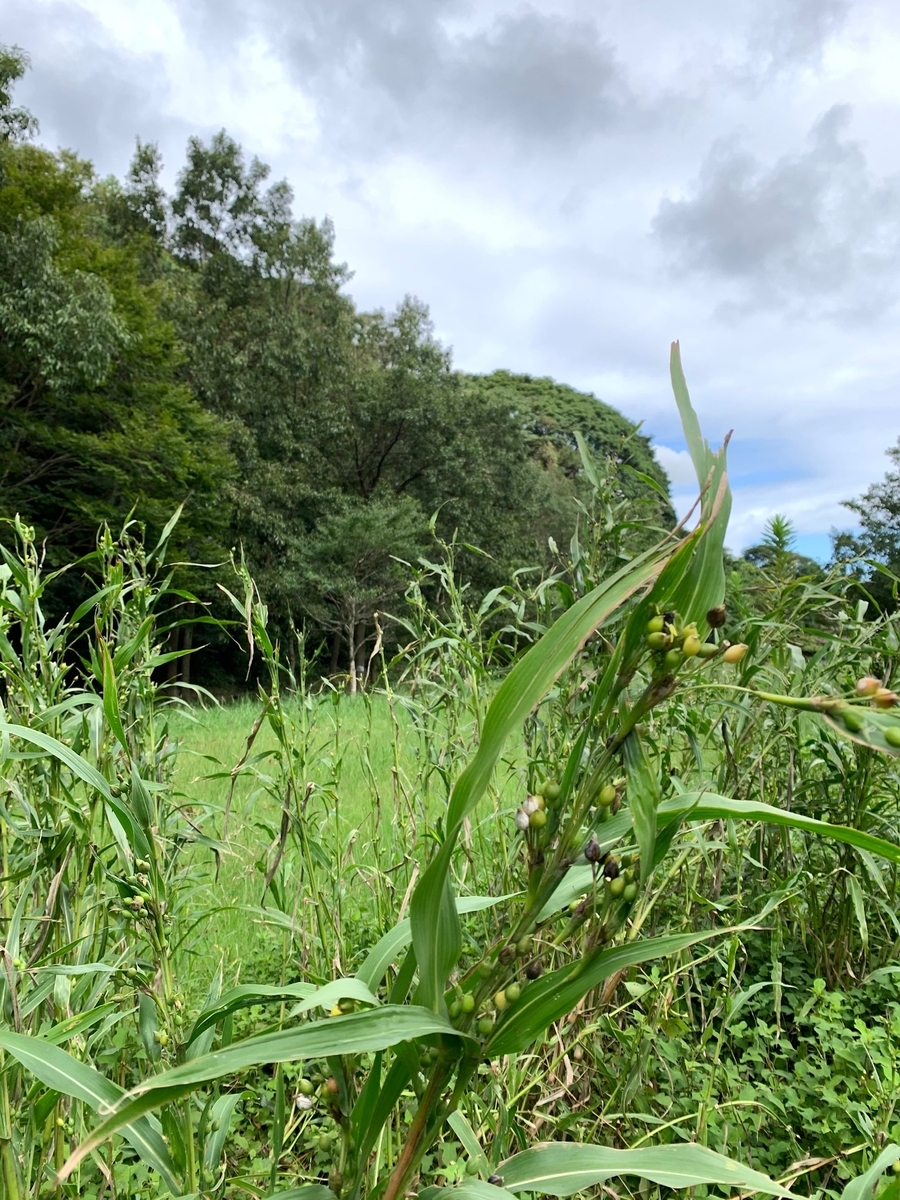 f:id:hitori-jikan:20200913214059j:plain f:id:hitori-jikan:20200913214059j:plain