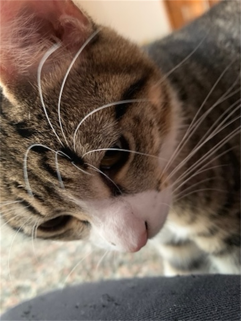 f:id:hitori-jikan:20201021195357j:image