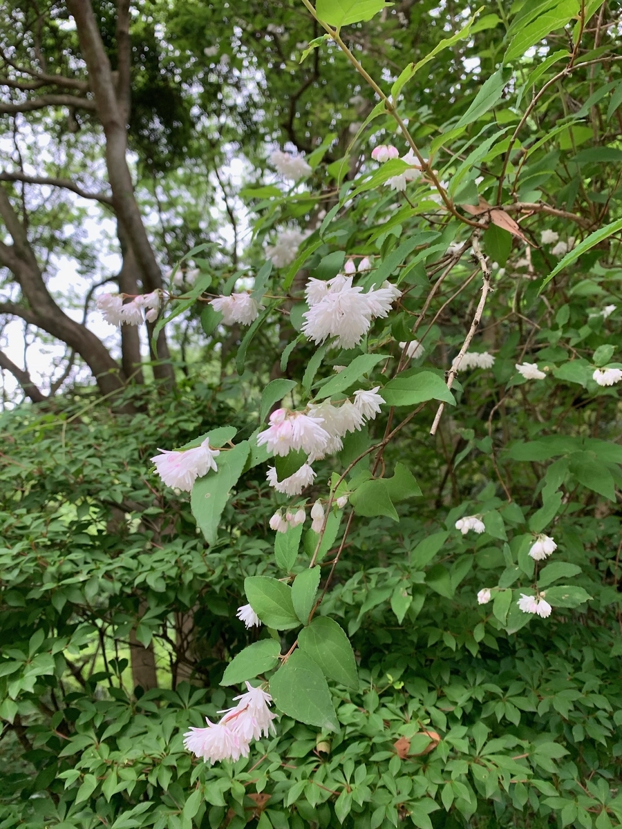 f:id:hitori-jikan:20210522184154j:plain