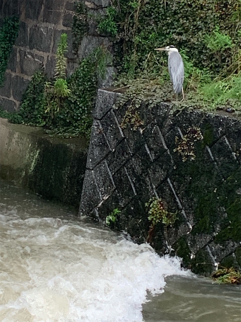 f:id:hitori-jikan:20210813170952j:image