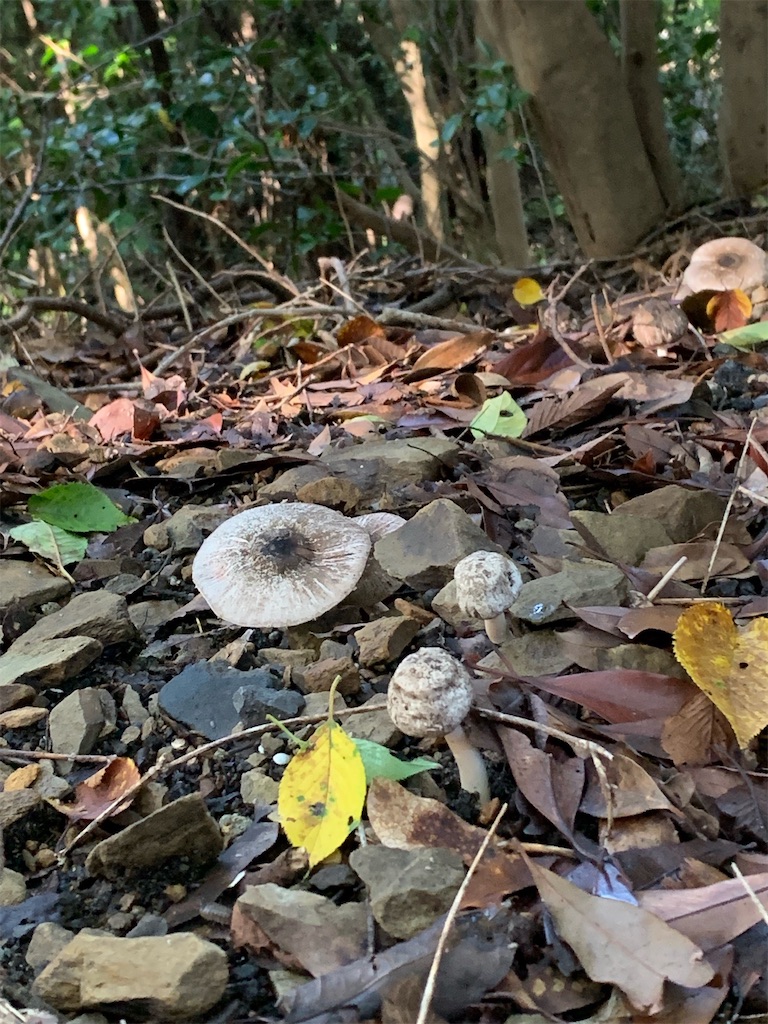 f:id:hitori-jikan:20210819213950j:image