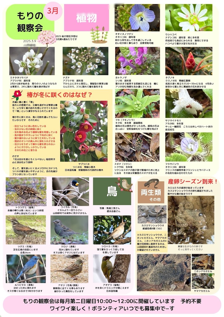 f:id:hitori-jikan:20250310113001j:image