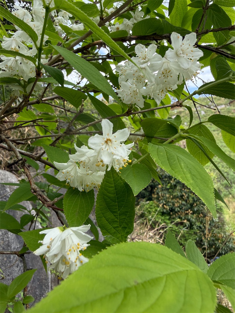 f:id:hitori-jikan:20260425214533j:image