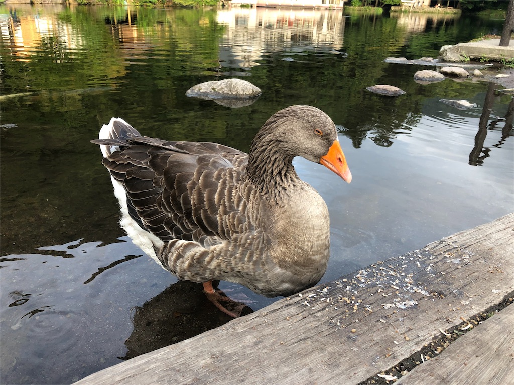 f:id:hitori_trip:20191009174855j:image