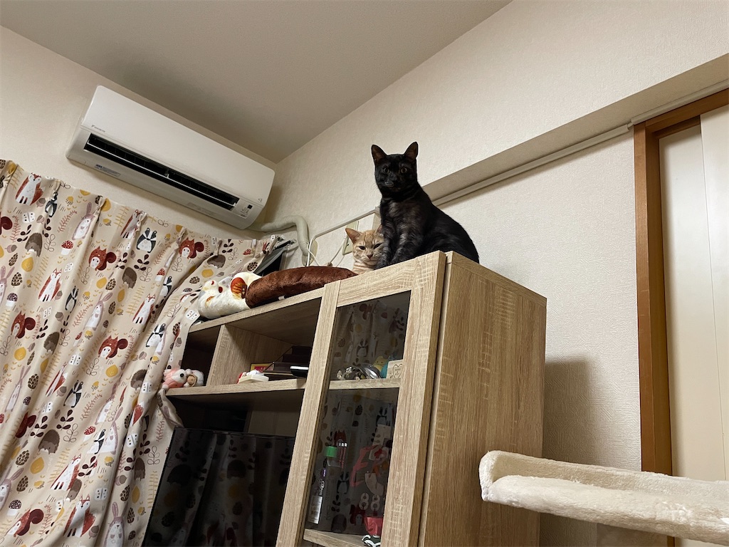 f:id:hitoribucho:20211219225409j:plain