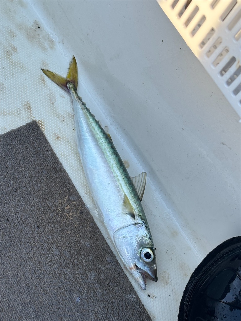 f:id:hitoridetsureru:20251004170827j:image f:id:hitoridetsureru:20251004170827j:image