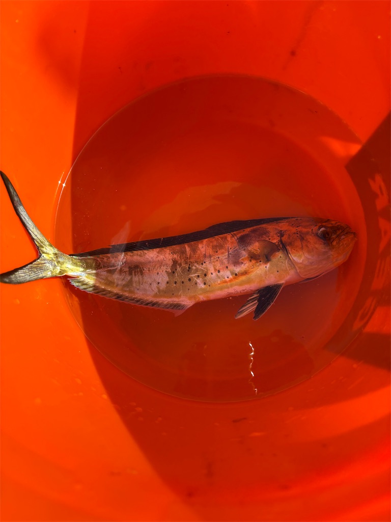 f:id:hitoridetsureru:20251004172547j:image f:id:hitoridetsureru:20251004172547j:image