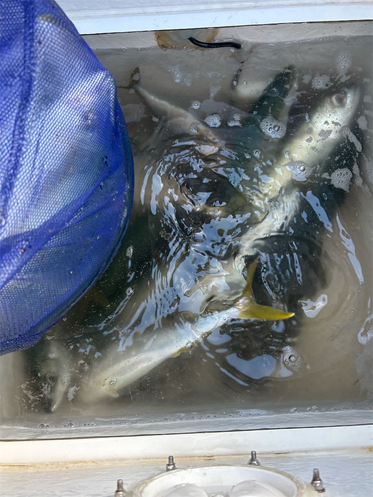 f:id:hitoridetsureru:20251116160133j:image f:id:hitoridetsureru:20251116160133j:image