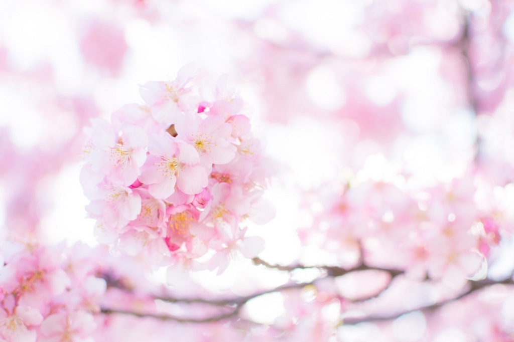 f:id:hitorigoto-5:20180406235947j:plain f:id:hitorigoto-5:20180406235947j:plain