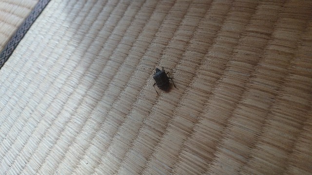 カメムシまで出てきた今年の２月 ひとり猫旅日記